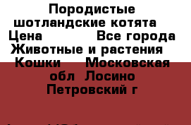 Породистые шотландские котята. › Цена ­ 5 000 - Все города Животные и растения » Кошки   . Московская обл.,Лосино-Петровский г.